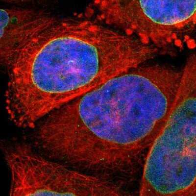 Immunocytochemistry/ Immunofluorescence: SUN1 Antibody [NBP1-87396]