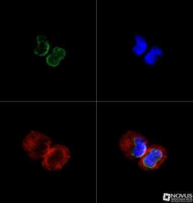 Immunocytochemistry/ Immunofluorescence: SUN1 Antibody [NBP1-87396]