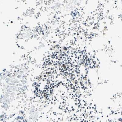 Immunohistochemistry-Paraffin: SUN1 Antibody [NBP1-87395]