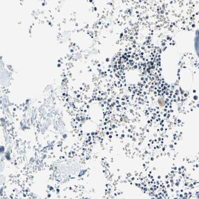 Immunohistochemistry-Paraffin: SUN1 Antibody [NBP1-87396]