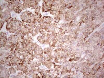 Immunohistochemistry: SUOX Antibody (OTI5A2) [NBP2-45465]