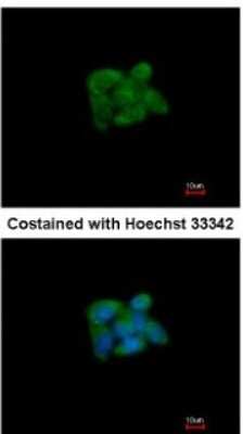 Immunocytochemistry/ Immunofluorescence: SUOX Antibody [NBP1-32423]