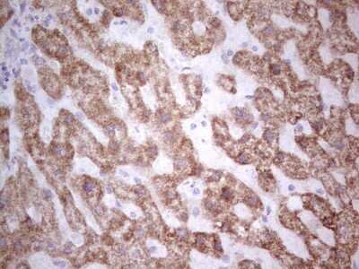 Immunohistochemistry: SUOX Antibody (OTI5A2) - Azide and BSA Free [NBP2-74411]