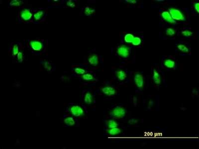 Immunocytochemistry/ Immunofluorescence: SUPT5H Antibody (1G3) [H00006829-M04]