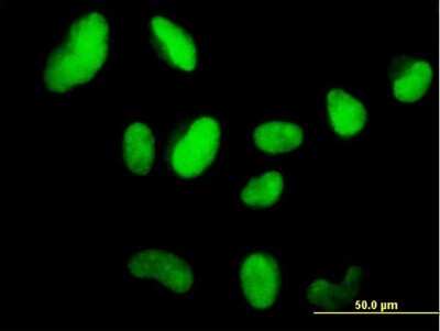 Immunocytochemistry/ Immunofluorescence: SUPT5H Antibody (3B1) [H00006829-M03]
