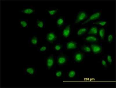 Immunocytochemistry/ Immunofluorescence: SUPT5H Antibody (3F1) [H00006829-M01]