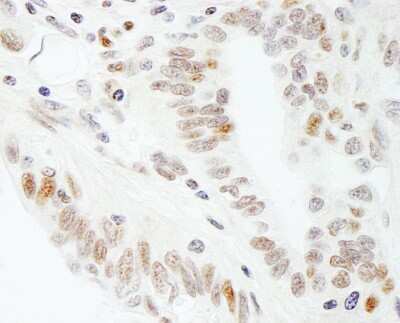 Immunohistochemistry-Paraffin: SUPT5H Antibody [NB110-40593]