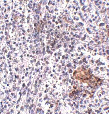 Immunohistochemistry-Paraffin: SUR-8 Antibody - BSA Free [NBP1-77041]