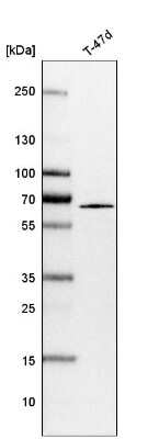 Western Blot: SUR-8 Antibody [NBP1-87831]