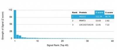 Protein Array: SURF5 Antibody (PCRP-MED22-1E4) [NBP3-13787]