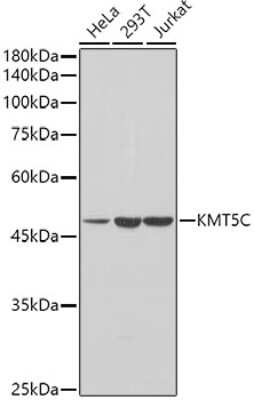 Western Blot: SUV420H2 AntibodyAzide and BSA Free [NBP2-94300]