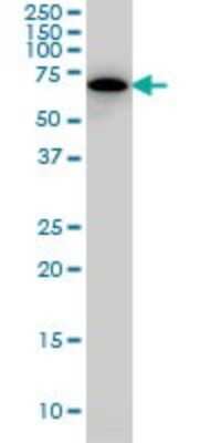 Western Blot: SWAP70 Antibody (3H8) [H00023075-M09]