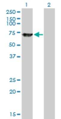 Western Blot: SWAP70 Antibody (3H8) [H00023075-M09]