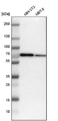 Western Blot: SWAP70 Antibody [NBP1-82979]