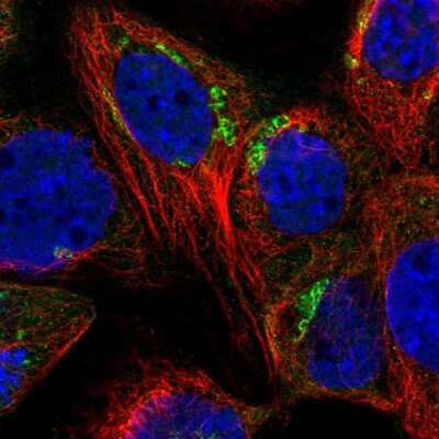 Immunocytochemistry/ Immunofluorescence: SYAP1 Antibody [NBP2-55170]