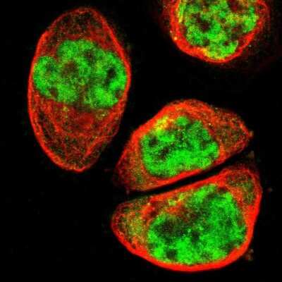 Immunocytochemistry/ Immunofluorescence: SYDE1 Antibody [NBP1-89350]