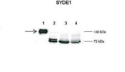 Western Blot: SYDE1 Antibody [NBP1-57607]