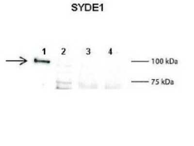 Western Blot: SYDE1 Antibody [NBP1-57651]