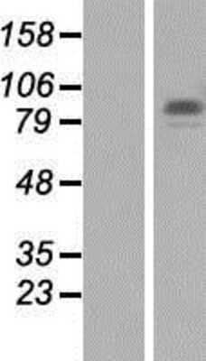 Western Blot: SYDE1 Overexpression Lysate [NBP2-05932]