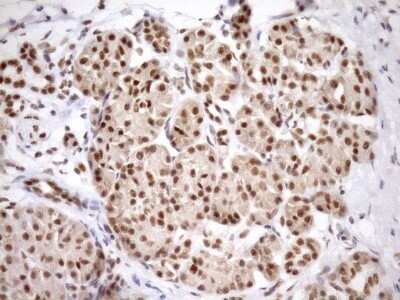 Immunohistochemistry: SYF2 Antibody (OTI6A5) - Azide and BSA Free [NBP2-74413]