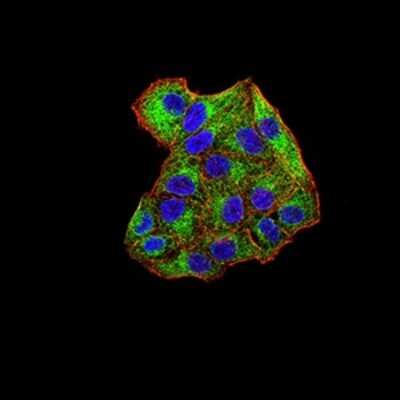 Immunocytochemistry/ Immunofluorescence: SYK Antibody (2G11E6) - BSA Free [NBP2-61893]