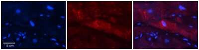 Immunohistochemistry-Paraffin: SYNC Antibody [NBP2-85856]