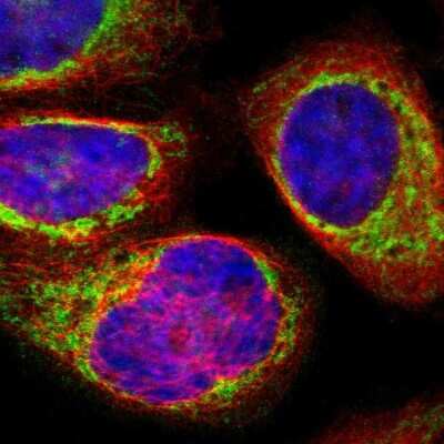 Immunocytochemistry/ Immunofluorescence: SYNJ2BP/ARIP2 Antibody [NBP1-88985]
