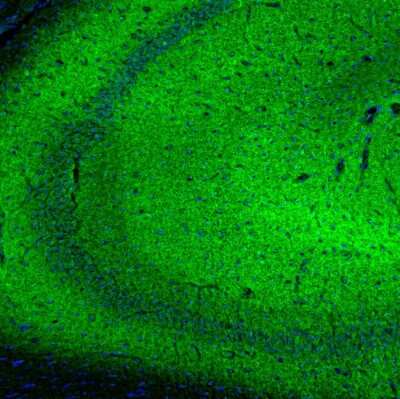 Immunohistochemistry-Paraffin: SYNJ2BP/ARIP2 Antibody [NBP1-88985]