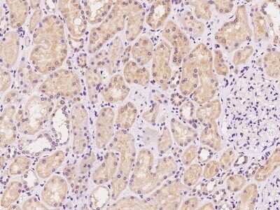 Immunohistochemistry-Paraffin: SYS1 Antibody [NBP2-98495]