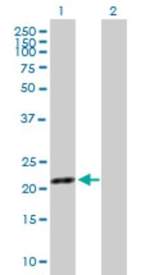 Western Blot: SYT16 Antibody [H00083851-B01P]