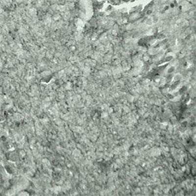 Immunohistochemistry: SYT17 Antibody - Azide and BSA Free [NBP1-03494]