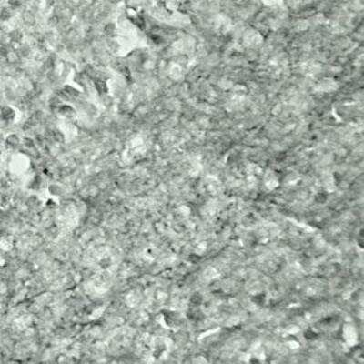 Immunohistochemistry: SYT17 Antibody - Azide and BSA Free [NBP1-03494]