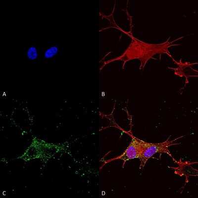 Immunocytochemistry/ Immunofluorescence: SYT7 Antibody (S275-14) [NBP2-22420]