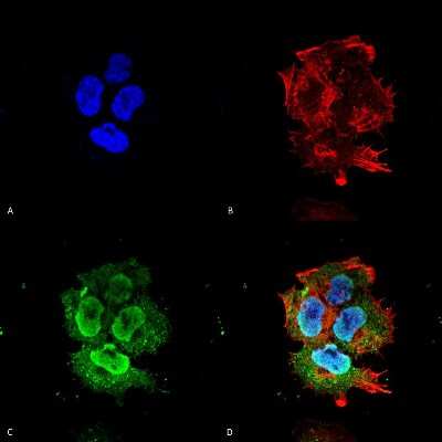 Immunocytochemistry/ Immunofluorescence: SYT7 Antibody (S275-14) [NBP2-22420]