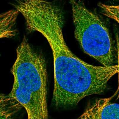 Immunocytochemistry/ Immunofluorescence: SYTL5 Antibody [NBP1-90926]