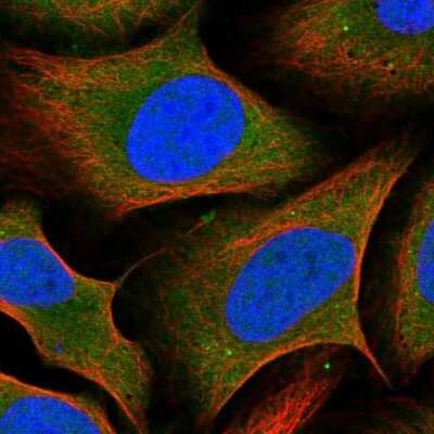 Immunocytochemistry/ Immunofluorescence: SZRD1 Antibody [NBP1-85074]