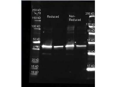 Western Blot: Sarcosine oxidase Antibody [NB600-649]