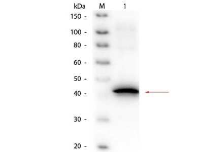 Western Blot: Sarcosine oxidase Antibody [NB600-649]