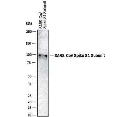 Western Blot: SARS Spike Protein Antibody (16F1071R)BSA Free [NBP2-90998]