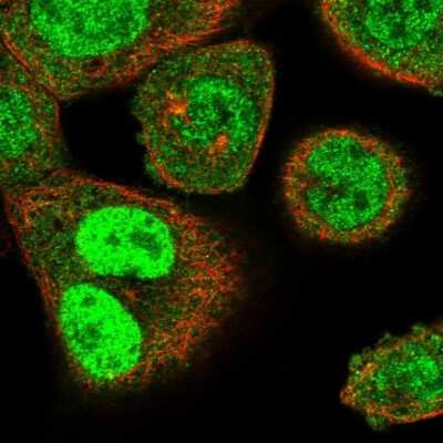 Immunocytochemistry/ Immunofluorescence: Schlafen 11 Antibody [NBP1-92368]