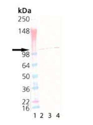 Western Blot: Sec8 Antibody (14G1) [NBP1-97492]