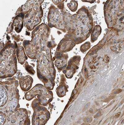 Immunohistochemistry-Paraffin: Sec8 Antibody [NBP1-83944]