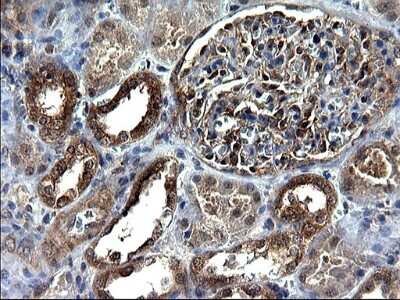 Immunohistochemistry: Secernin-1 Antibody (OTI1F2) [NBP2-45727]