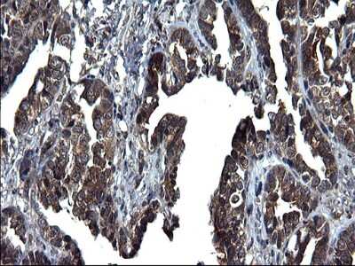 Immunohistochemistry: Secernin-1 Antibody (OTI1F2) [NBP2-45727]