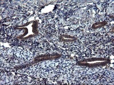Immunohistochemistry: Secernin-1 Antibody (OTI1F2) [NBP2-45727]