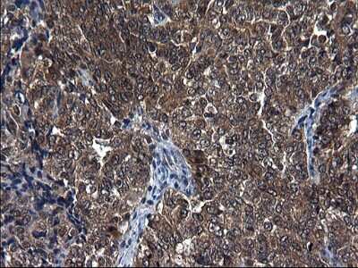 Immunohistochemistry: Secernin-1 Antibody (OTI1F2) [NBP2-45727]