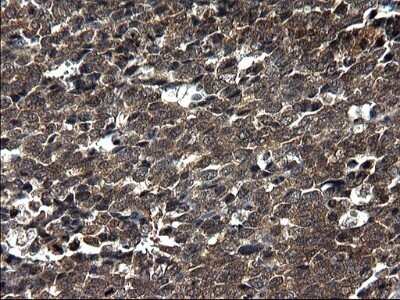Immunohistochemistry: Secernin-1 Antibody (OTI1F2) - Azide and BSA Free [NBP2-74052]