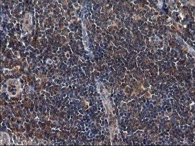 Immunohistochemistry: Secernin-1 Antibody (OTI1F2) - Azide and BSA Free [NBP2-74052]