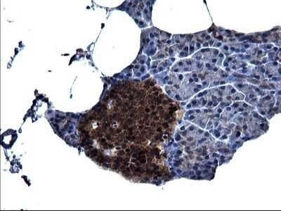 Immunohistochemistry: Secernin-1 Antibody (OTI1F2) - Azide and BSA Free [NBP2-74052]