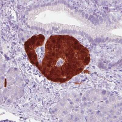 Immunohistochemistry-Paraffin: Secretagogin Antibody (CL0271) [NBP2-52897]